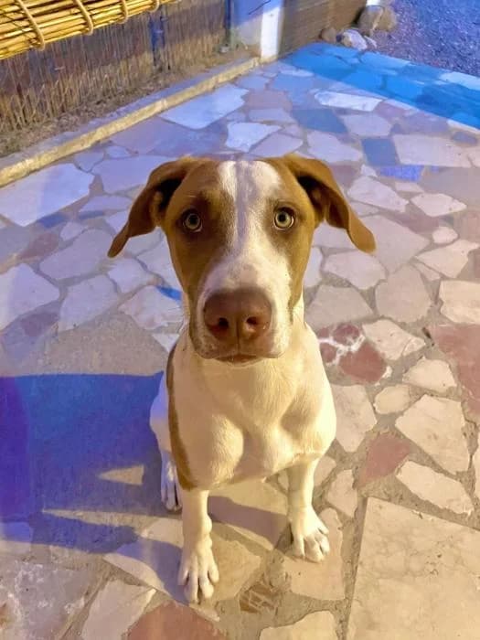 Baruk, male young Mixed Breed for adoption at Adoptamics