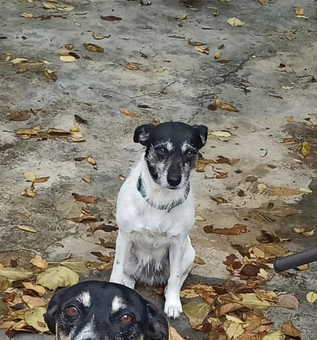 Neka, female 7yo Mixed Breed for adoption at Adoptamics