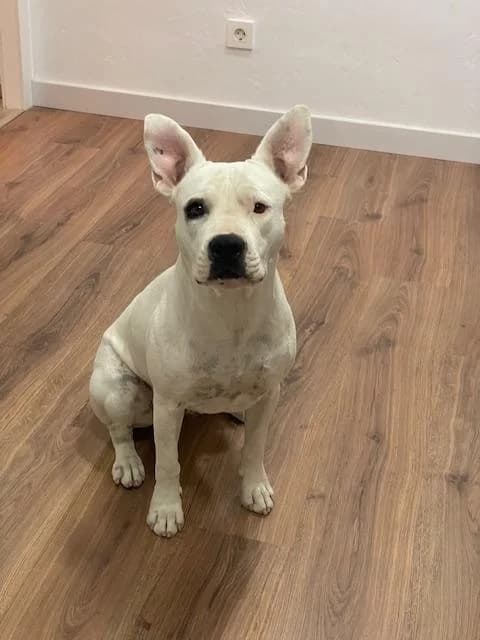 Tia, female young Mixed Breed for adoption at La Patte Normande, Bolleville