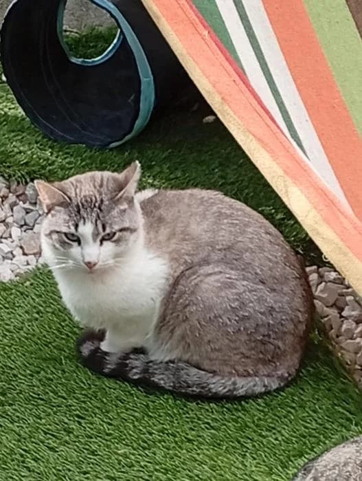 MATCHA, female senior Mixed Breed for adoption at Refuge du Mordant, Metz