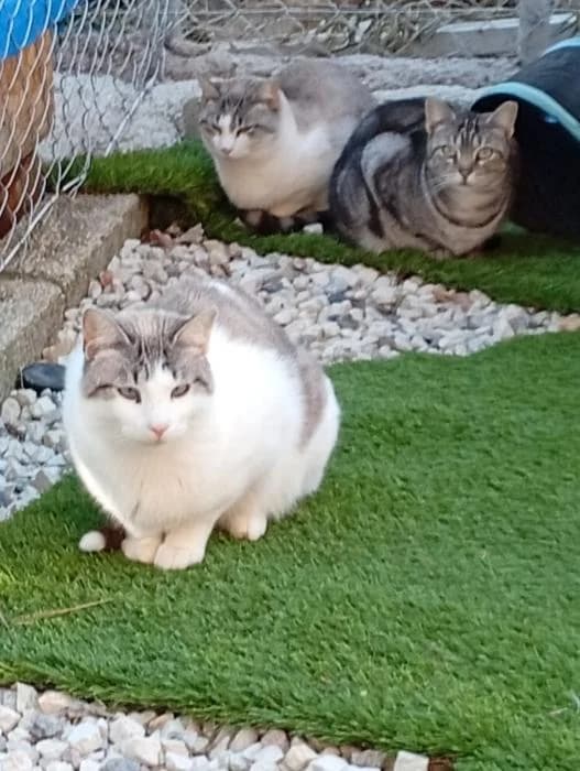 FICELLE, female senior Mixed Breed for adoption at Refuge du Mordant, Metz