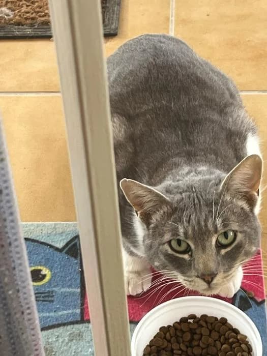 Oscar, male Mixed Breed for adoption at Adoptamics