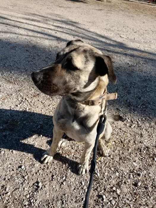 Raila, female young Mixed Breed for adoption at Adoptamics