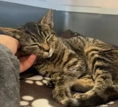 Bora, female Mixed Breed for adoption at Adoptamics