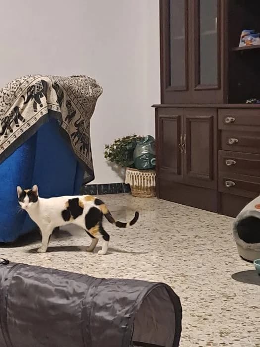 Nala, female Mixed Breed for adoption at Adoptamics