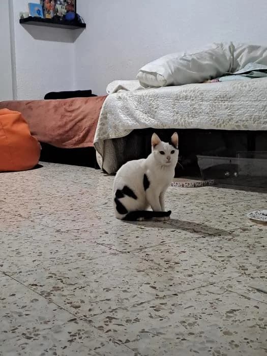 Nino, male Mixed Breed for adoption at Adoptamics