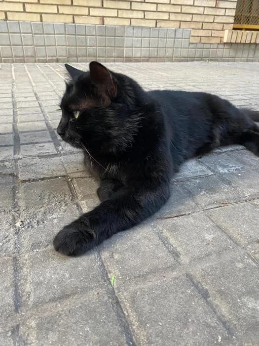 Kimi, male Mixed Breed for adoption at Adoptamics