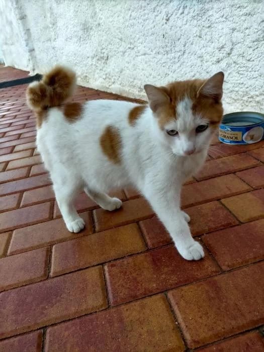 Roscon, male puppy Mixed Breed for adoption at Adoptamics