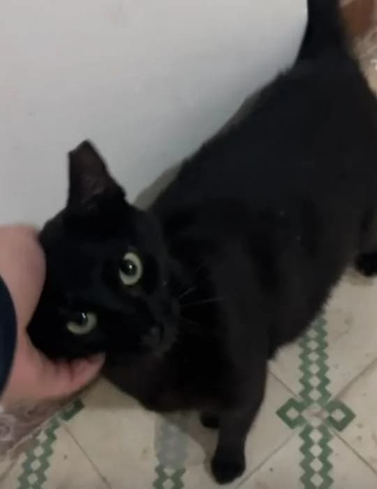 Luna, female Mixed Breed for adoption at Adoptamics