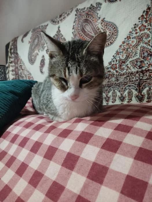 Asia, female Mixed Breed for adoption at Adoptamics