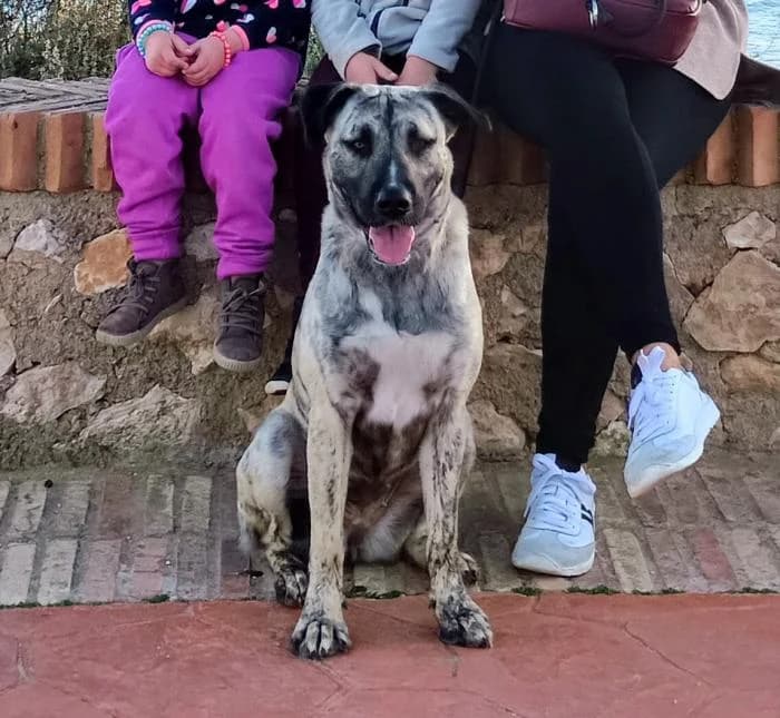 Raila, female young Mixed Breed for adoption at Adoptamics