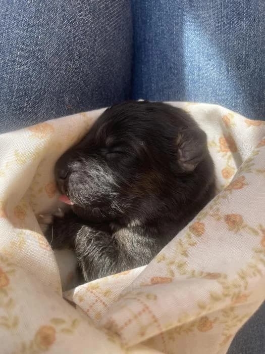 Roma, female puppy Mixed Breed for adoption at Adoptamics