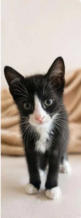 Oreo, male puppy Mixed Breed for adoption at Adoptamics