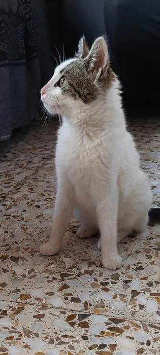Lunae, female puppy Jack Russell Terrier for adoption at Adoptamics