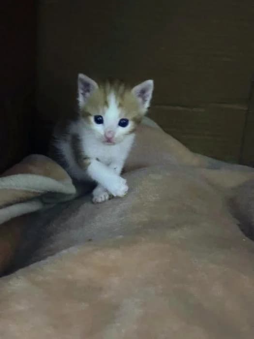 Peach, female puppy Mixed Breed for adoption at Adoptamics