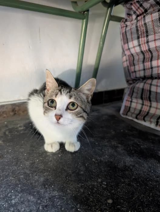 Margarita, Mixed Breed (Adoptamics)