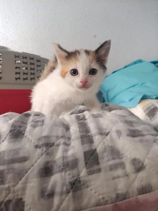 Mirco sucht seine Für-Immer-Menschen, Mixed Breed (Casa Animale e.V.)