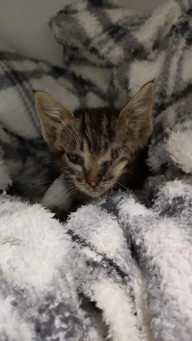 William, Mixed Breed (Helen)