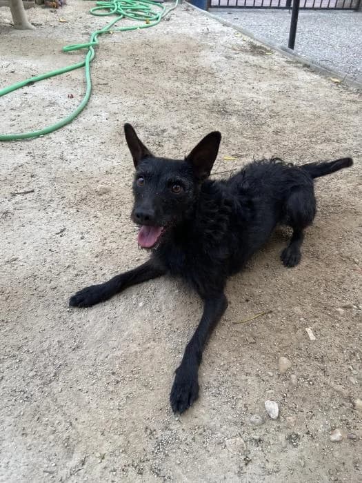 Estrella, Mixed Breed (Adoptamics)