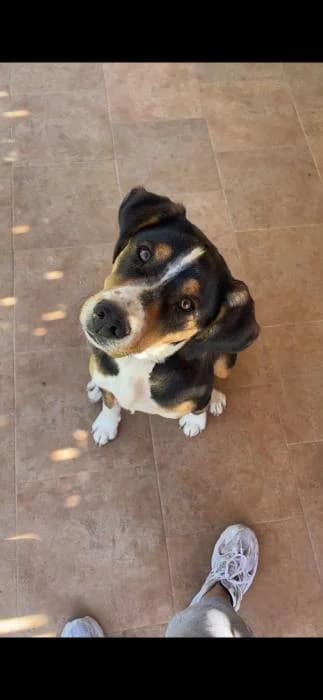 Margot, Mixed Breed (Happy Landings Animal Rescue)