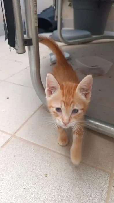 Fipsi, Mixed Breed (Tierschutzverein Trier und Umgebung e.V.)