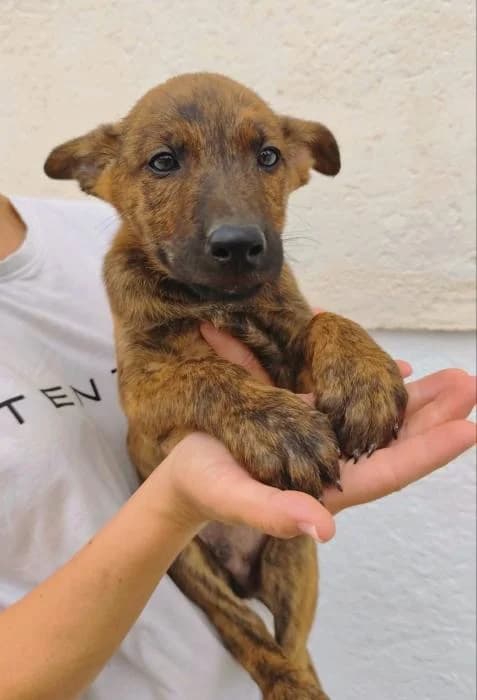Gemini, Mixed Breed (Adoptamics)