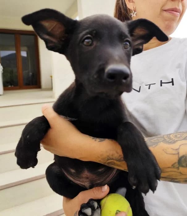 View,  Mixed Breed for adoption at Associació Progat de Begur
