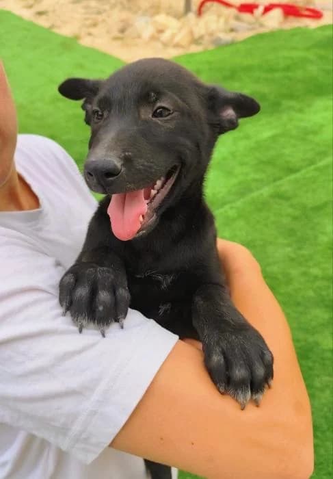 Foxi, Mixed Breed (Tierheim Schkortitz)
