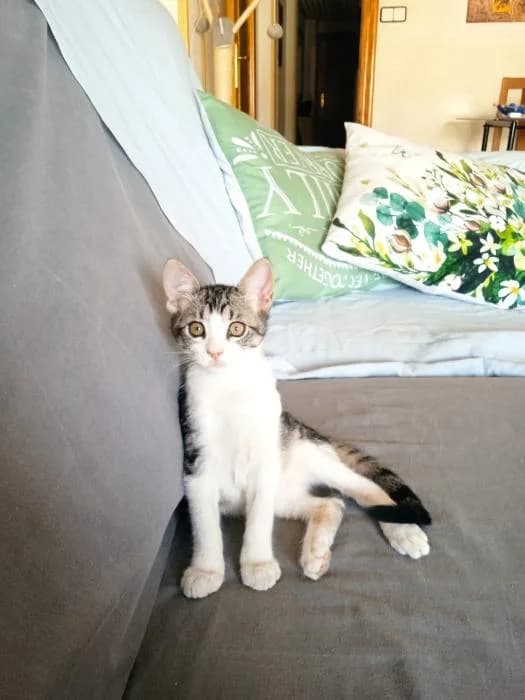 Tofu, female Mixed Breed for adoption at Adoptamics