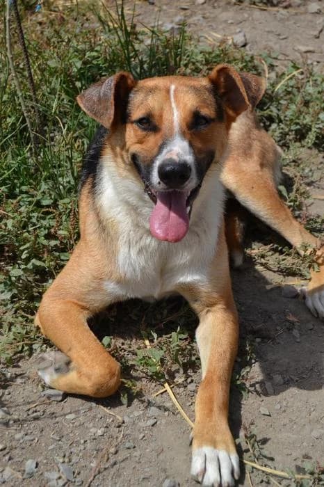 SAURON, male senior Mixed Breed for adoption at Adopta un Amic
