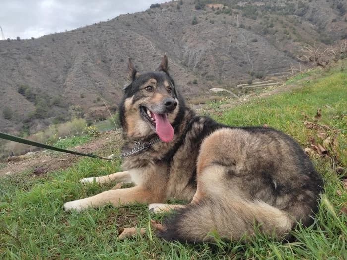 HENRY, male senior Mixed Breed for adoption at Adopta un Amic
