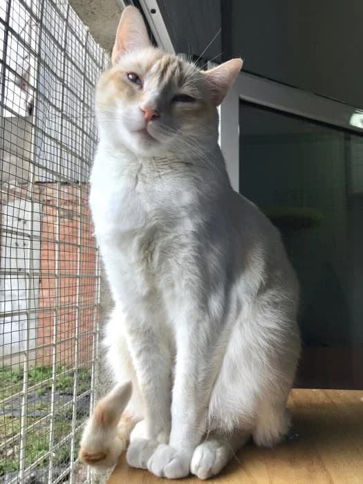 MANI, male Mixed Breed for adoption at Adopta un Amic