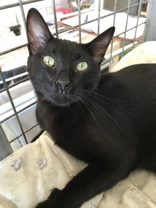 T'CHALLA, male Mixed Breed for adoption at Adopta un Amic