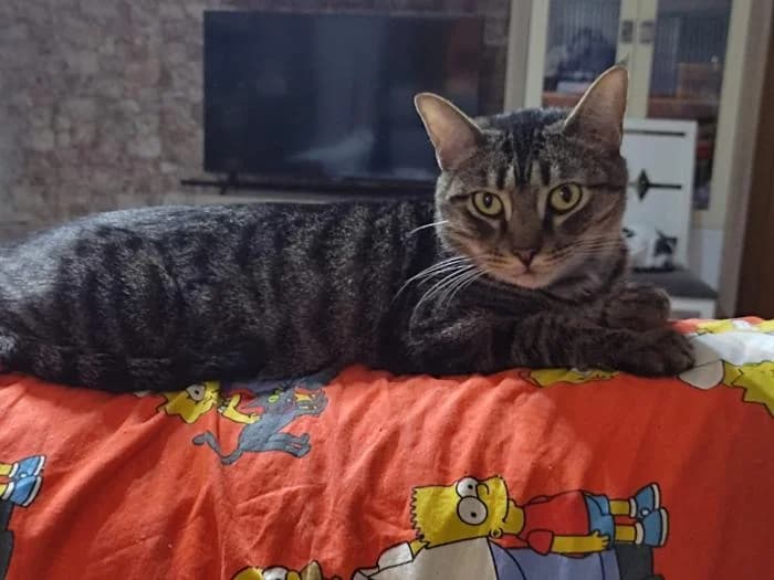ROVELLÓ, male 5yo Mixed Breed for adoption at Adopta un Amic