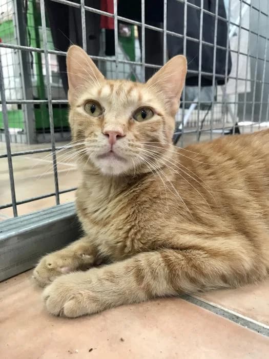 PETRI, male 4yo Mixed Breed for adoption at Adopta un Amic