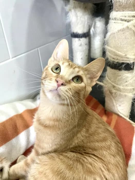 NETS, male Mixed Breed for adoption at Adopta un Amic