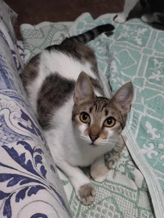 HELENA, female 4yo Mixed Breed for adoption at Adopta un Amic