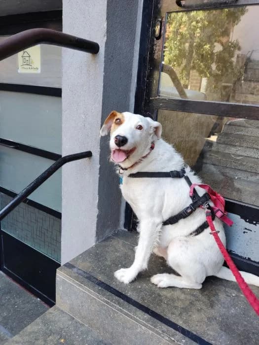 ULISES, male senior Mixed Breed for adoption at Adopta un Amic