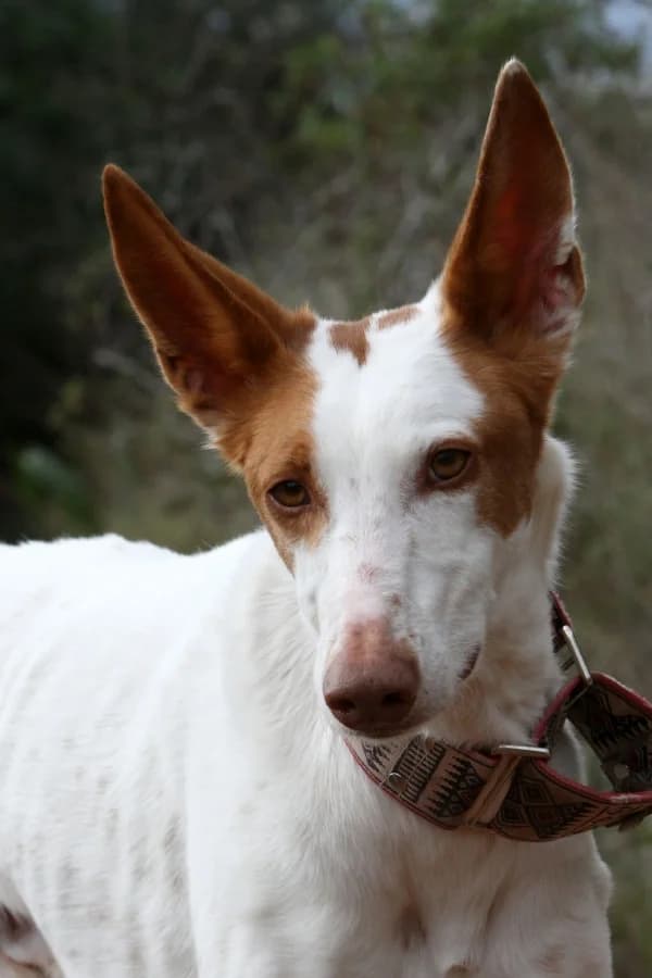Alfred, male Podenco for adoption at Akira Dog Shelter