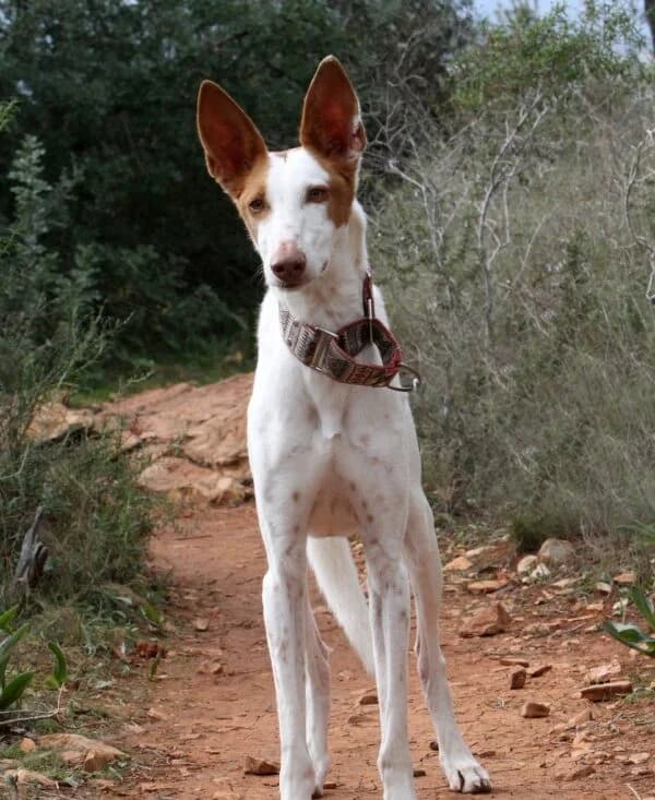 Alfred, male Podenco for adoption at Akira Dog Shelter — photo 2 of 15