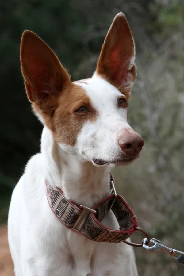 Alfred, male Podenco for adoption at Akira Dog Shelter — photo 3 of 15