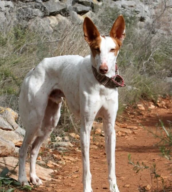 Alfred, male Podenco for adoption at Akira Dog Shelter — photo 4 of 15