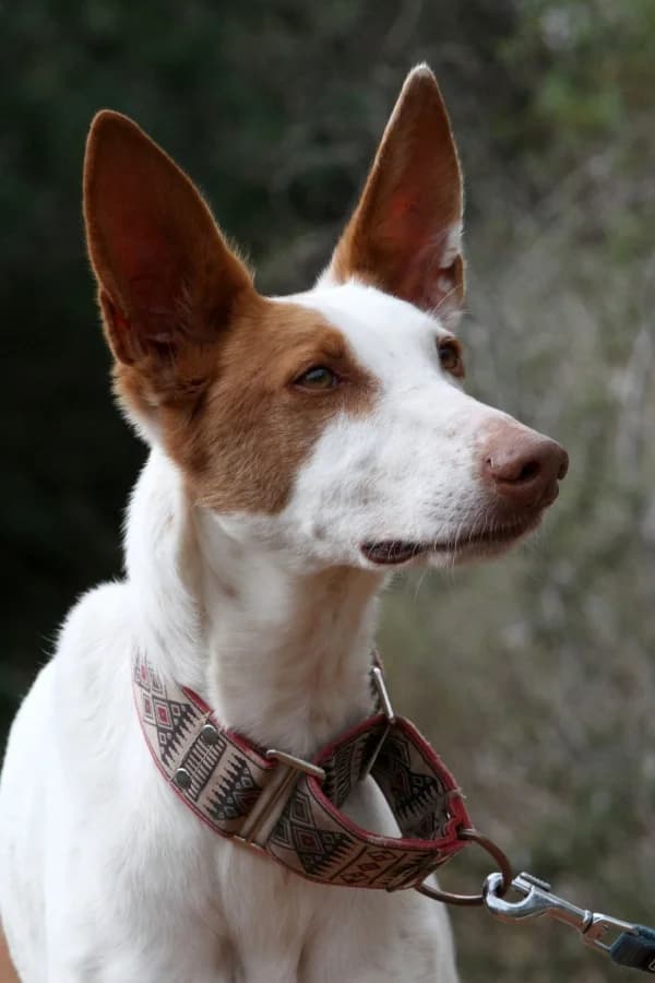 Alfred, male Podenco for adoption at Akira Dog Shelter — photo 5 of 15