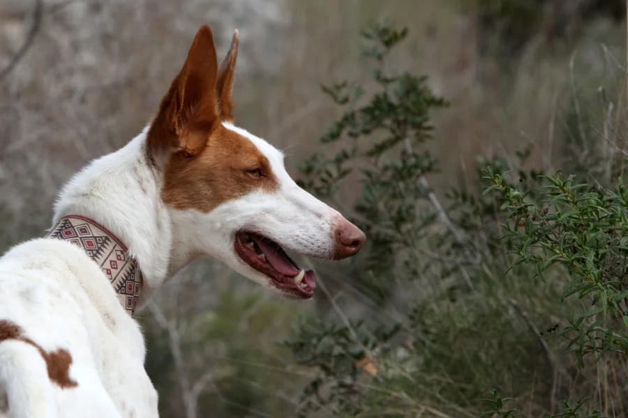 Alfred, male Podenco for adoption at Akira Dog Shelter — photo 6 of 15