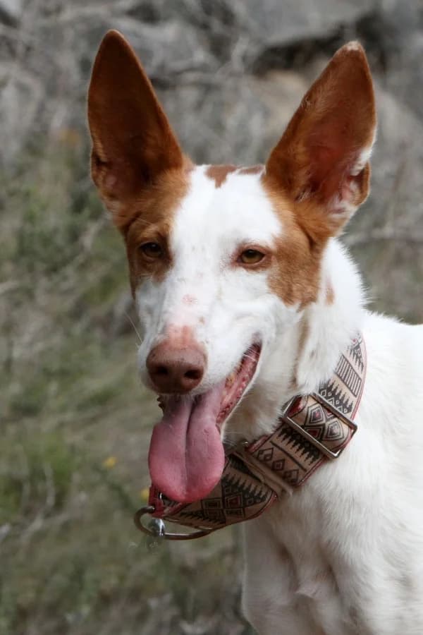 Alfred, male Podenco for adoption at Akira Dog Shelter — photo 7 of 15