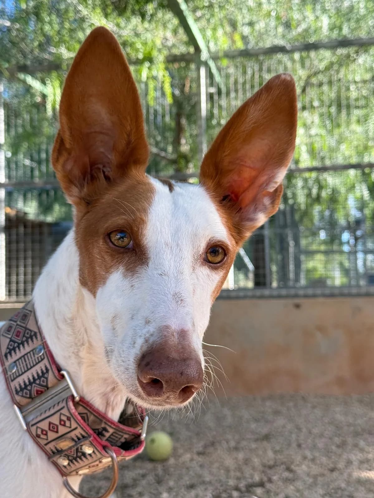 Alfred, male Podenco for adoption at Akira Dog Shelter — photo 8 of 15