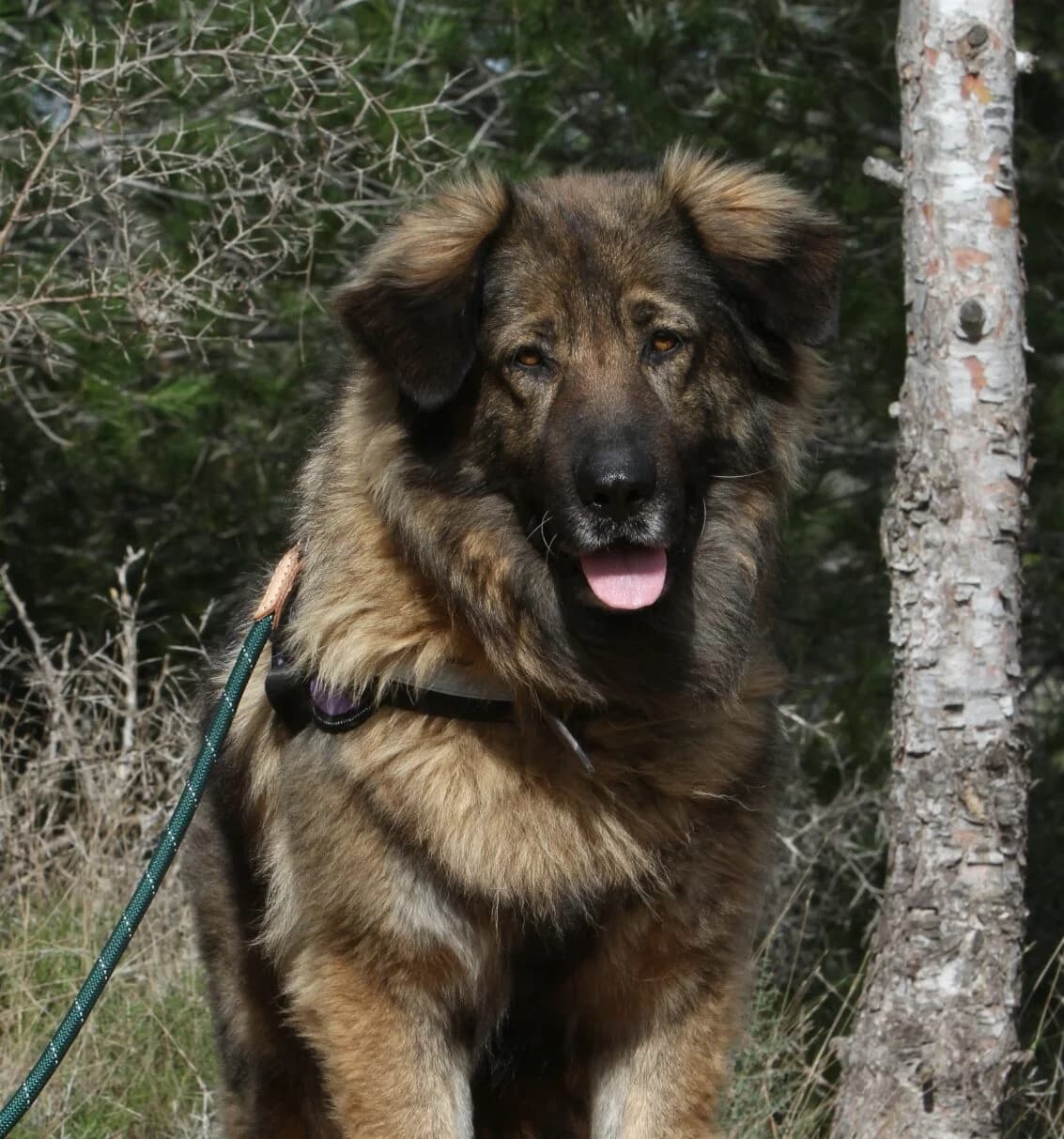 Bonnie, female mixed breed for adoption at Akira Dog Shelter