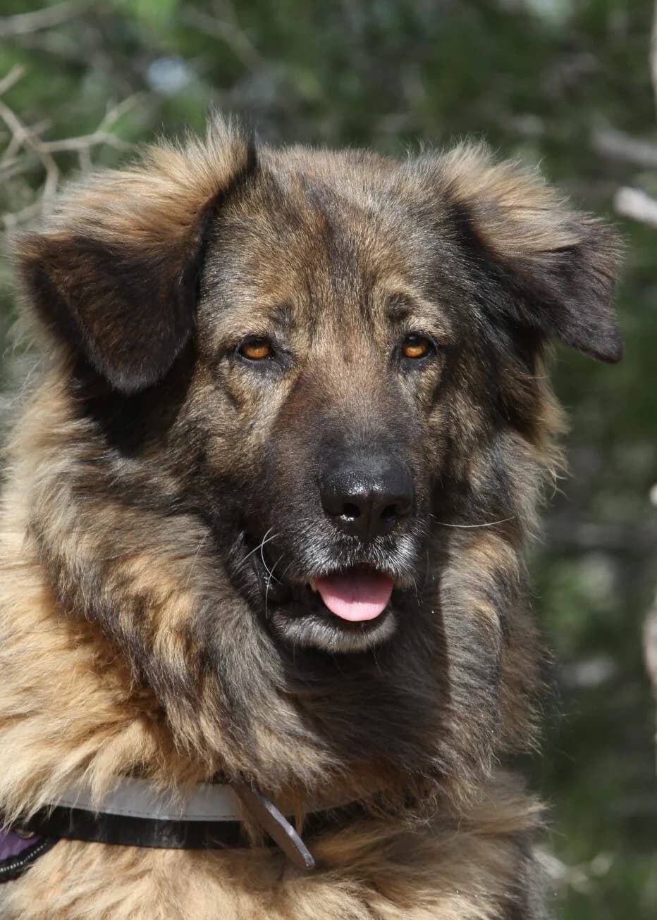 Bonnie, female mixed breed for adoption at Akira Dog Shelter — photo 3 of 8