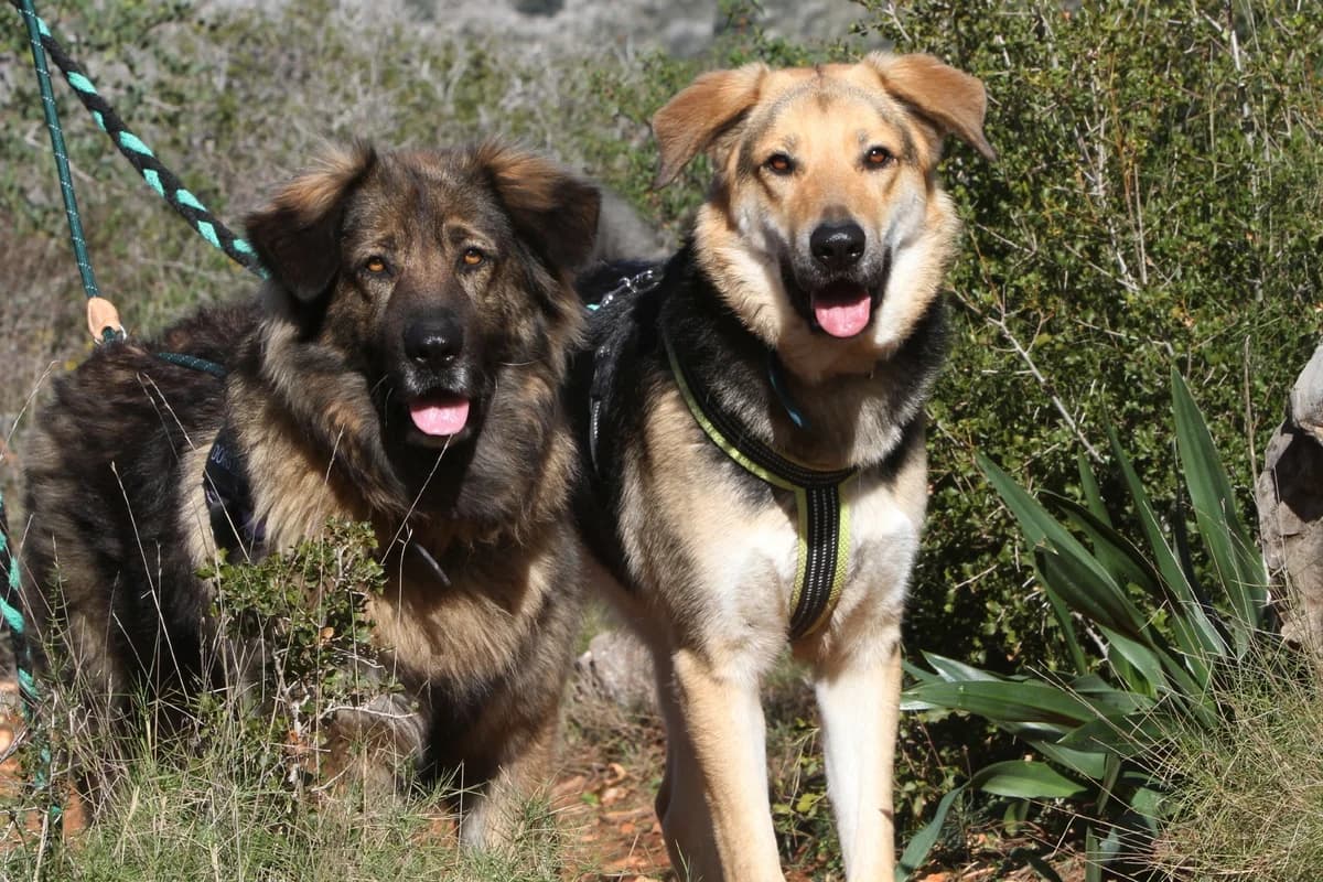 Bonnie, female mixed breed for adoption at Akira Dog Shelter — photo 4 of 8