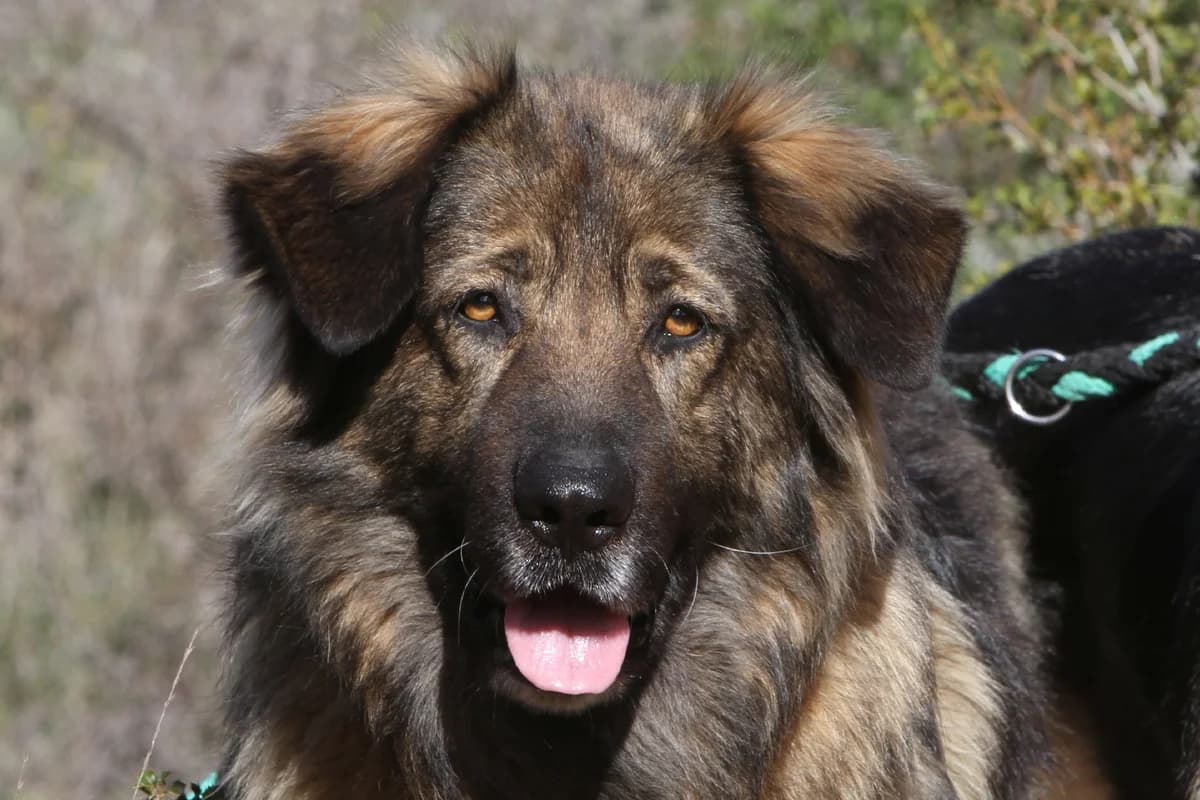 Bonnie, female mixed breed for adoption at Akira Dog Shelter — photo 5 of 8